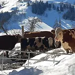 Almhuette Brandgut Chalet