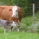 Almhuette Brandgut * Muhlbach Am Hochkonig
