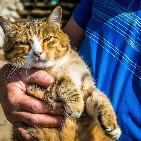 Domek alpejski Almhuette Brandgut