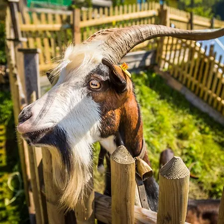 Almhuette Brandgut *