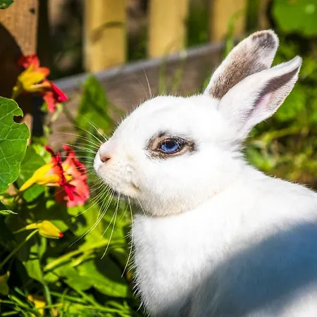 Almhuette Brandgut Mühlbach am Hochkönig