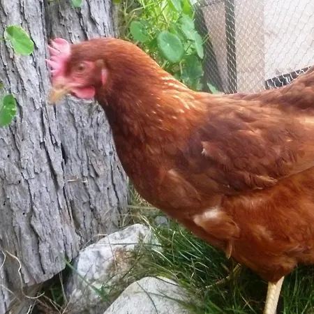 Almhuette Brandgut *