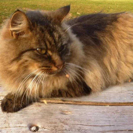 Almhuette Brandgut Horská chata *