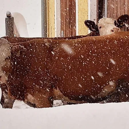 Horská chata Almhuette Brandgut