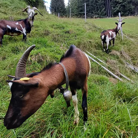 בקתה Almhuette Brandgut Mühlbach am Hochkönig
