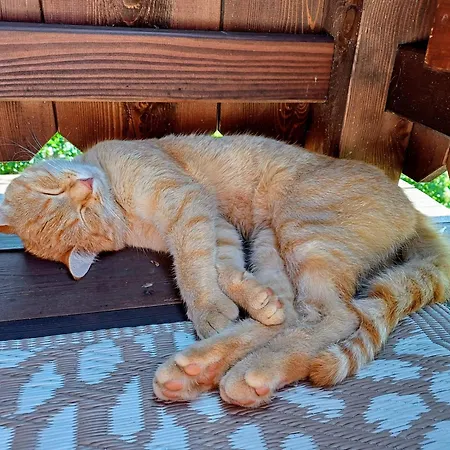 シャレー Almhuette Brandgut