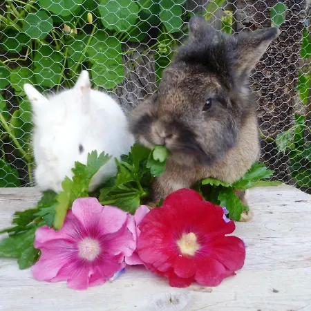 Almhuette Brandgut *