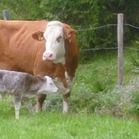 Almhuette Brandgut * Muhlbach Am Hochkonig