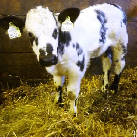 Horská chata Almhuette Brandgut *