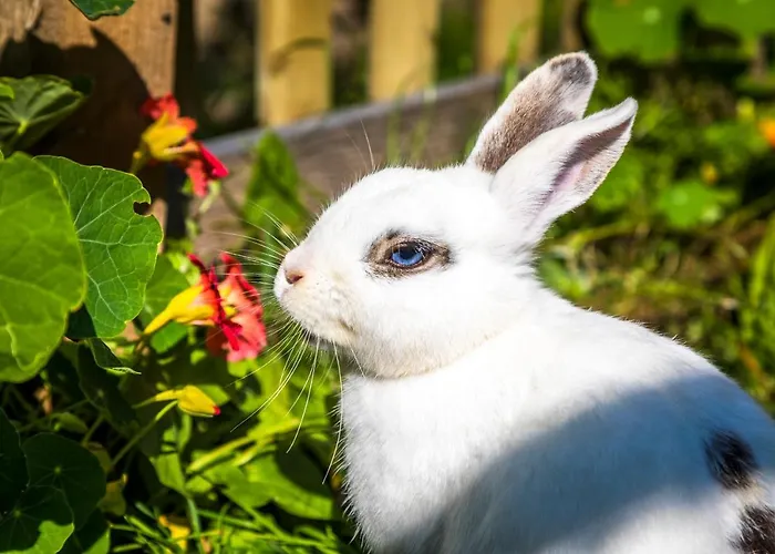 Almhuette Brandgut Mühlbach am Hochkönig