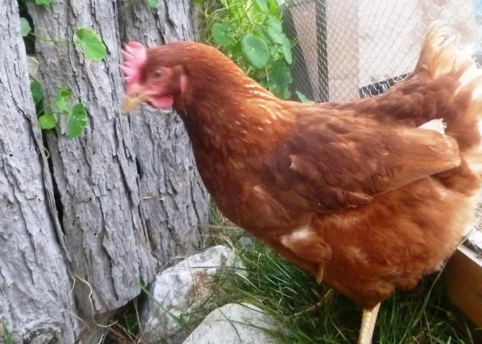 Almhuette Brandgut *