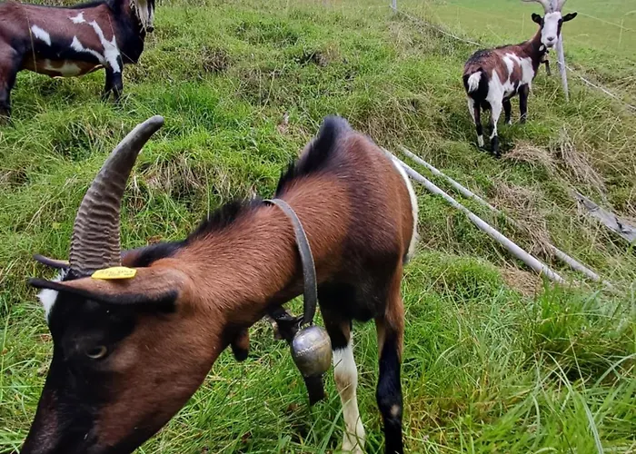 Domek alpejski Almhuette Brandgut Mühlbach am Hochkönig