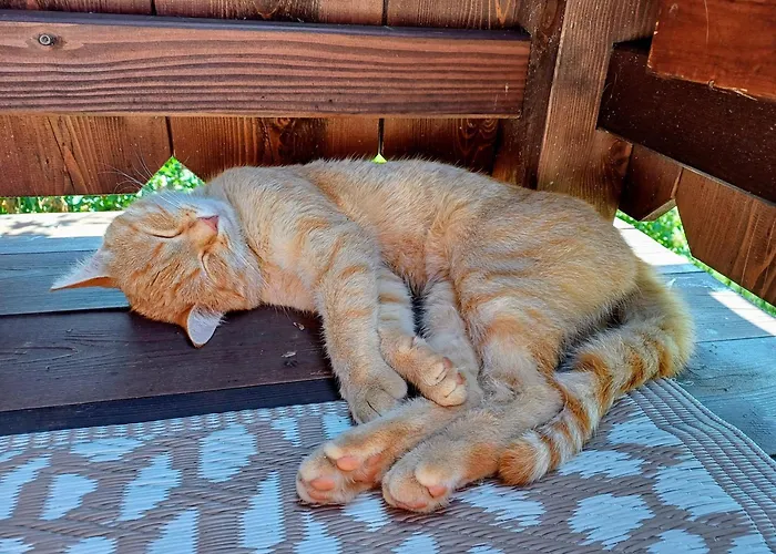 Domek alpejski Almhuette Brandgut