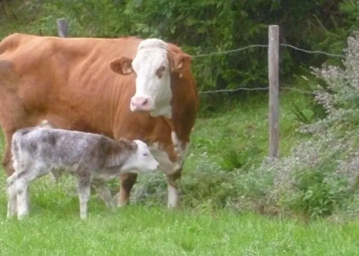 Almhuette Brandgut * Mühlbach am Hochkönig